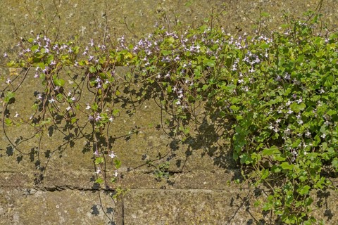 Cymbalaria muralis, wall, botany, plant, Münsterland, North Rhine-Westphalia, Germany