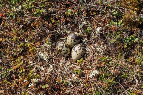 Eurasian dotterel (Charadrius morinellus) Clutch, nest
