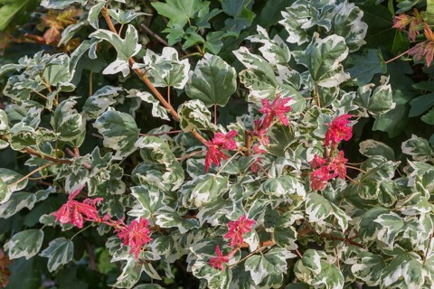 'Carnival' Hedge Maple (Acer campestre) tree in summer, Quebec, Canada
