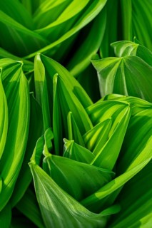 A detailed close-up of white hellebore, Veratrum album, leaves, displaying their vibrant green