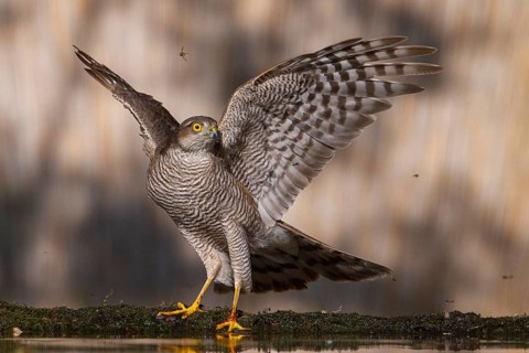 Eurasian Sparrowhawk (Accipiter nisus) at a waterhole, Subotica, Serbia