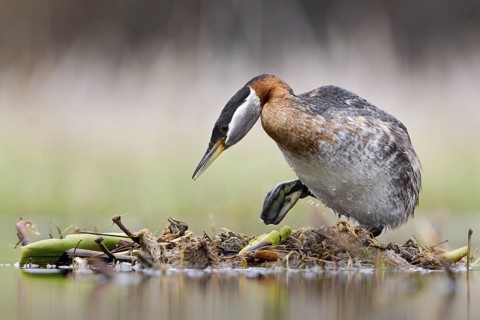 Red-necked Grebe (Podiceps grisegena) female, British Columbia, Canada