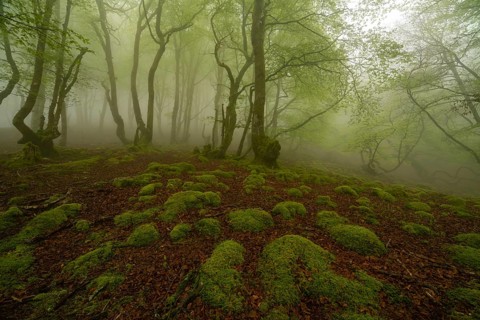 A mystical forest scene shrouded in mist, featuring a lush, moss covered forest floor in the