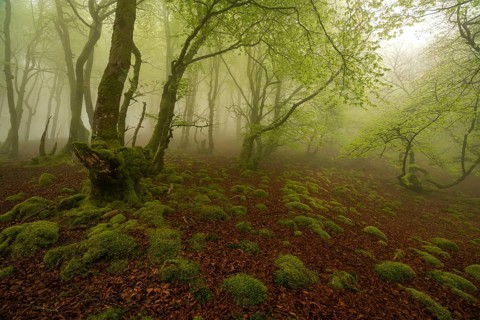 Enchanting magic forest scene with lush green trees and a moss covered ground in the Pyrenees. The