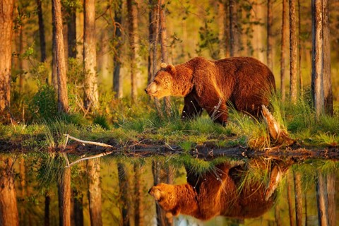 Sunset, morning light with big brown bear walking around lake in the morning light. Dangerous