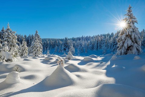 Untouched winter landscape with deep snow-covered forest in the Harz National Park, the sun shining