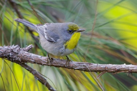 Olive-capped Warbler (Dendroica pityophila) perched on a branch in Cuba