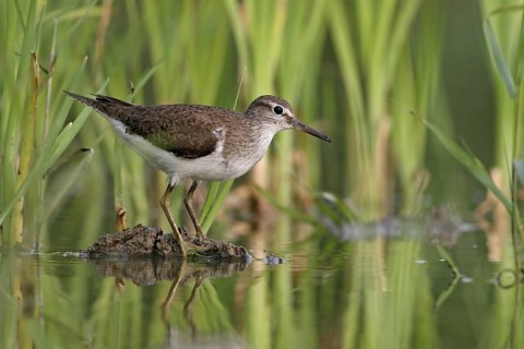 Common Sandpiper (Actitis hypoleucos)