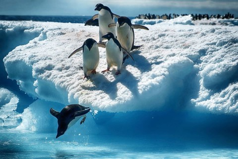Antarctica, Wedell Sea, animals, penguins, Adelie penguin