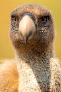 Griffon Vulture (Gyps fulvus), Extremadura, Spain