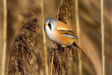 Bearded tit sitting on reed stalk, (Panurus biarmicus), Federsee lake, Baden-Württemberg, Federal