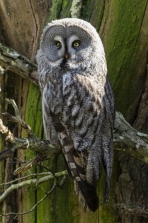 Bearded owl (Strix nebulosa), animal portrait, France