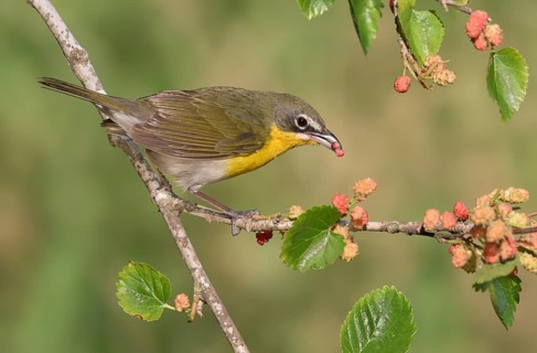 Yellow-breasted Chat (Icteria virens) feeding on red berries, Texas, USA