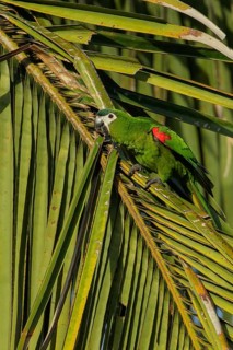 Red-shouldered Macaw (Diopsittaca nobilis) perched on a branch in the rainforest of Guyana