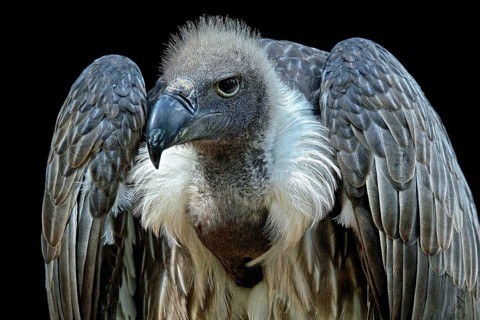 Animals, birds, vultures, white-backed vulture, (Gyps africanus), portrait