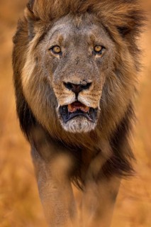 African lion, male. Botswana wildlife. Lion, slose-up detail portrait. Animal in fire burnt place,