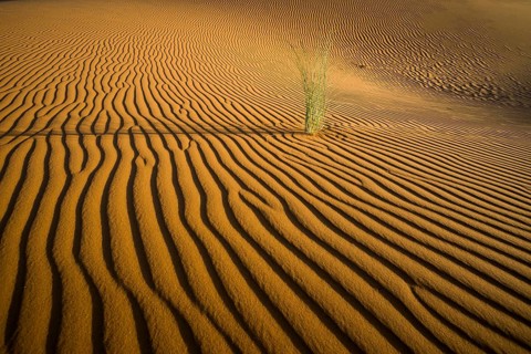 Sand dunes, sunset, near Merzouga, Meknès-Tafilalet region, Erg Chebbi, northern Sahara, Morocco
