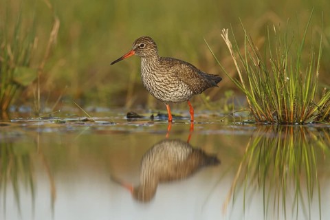 Common Redshank (Tringa totanus), Almere, Netherlands
