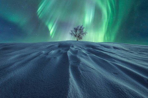 A solitary tree stands on windswept, snow-clad hill beneath a brilliant display of green Northern