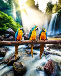 Blue-and-Yellow Macaw (Ara ararauna), also known as the Blue-and-Gold Macaw against tropical