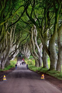 Tourist group, walker, no stopping, famous beech avenue, The Dark Hedges, tunnel avenue,