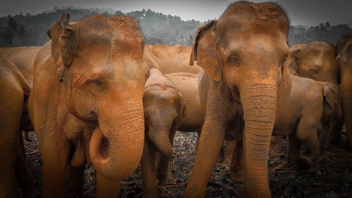 Herd of Asian elephants (elephas maximus) standing peacefully together in a wooded area, Pinnawela