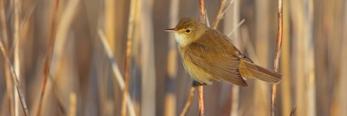 Reed Warbler, subspecies scirpaceus, (Acrocephalus scirpaceus scirpaceus), (Acrocephalus
