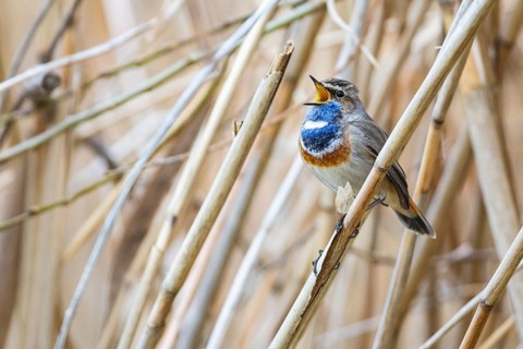 Bluethroat (Luscinia svecica cyanecula) ml Germany