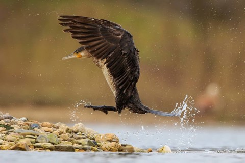 Great Cormorant (Phalacrocorax carbo) landing, North Rhine-Westphalia, Germany