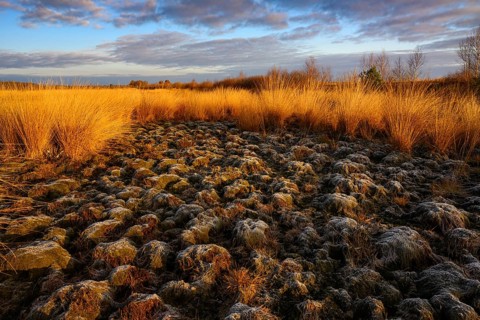 Wide, wintry Goldenstedt moor with pipe grass in the evening light, Goldenstedt, Lower Saxony,