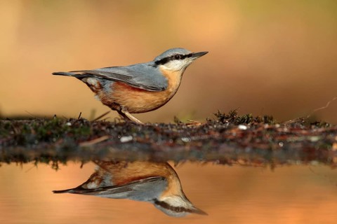 Eurasian Nuthatch (Sitta europaea), Utrecht, Netherlands