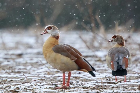 Egyptian Goose (Alopochen aegyptiaca) pair, North Rhine-Westphalia, Germany