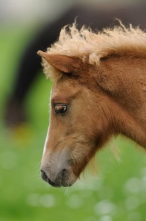 Profile view of a young horse with a curly mane against a green background, Welsh pony, Bavaria