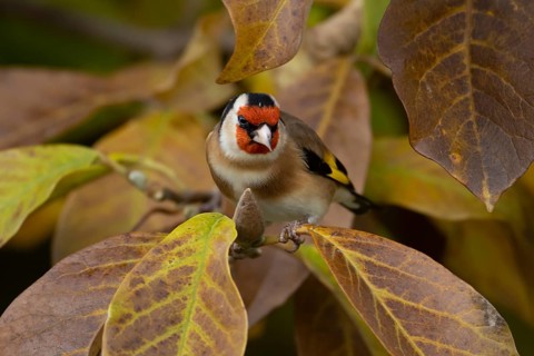 European goldfinch (Carduelis carduelis) adult garden bird in a Magnolia tree with autumn colour