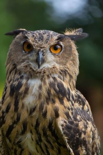 Portrait of an Eurasian Eagle Owl, Bubo bubo. Green vegetation in the background