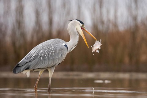 Grey Heron (Ardea cinerea) with fish prey in beak, Pusztaszer, Hungary