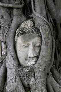 Sandstone Buddha head at the foot of a Bodhi tree in Wat Mahathat, Temple of the Great and Holy