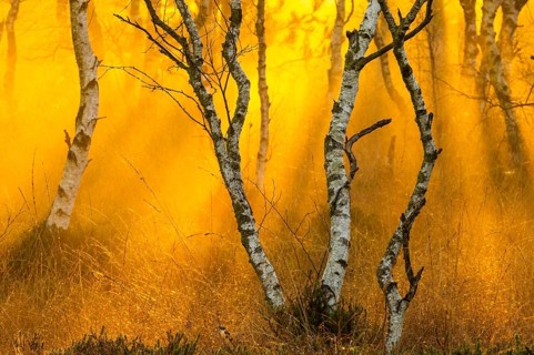 Birches (Betula) in the fog at dawn in the Molberger Dose, moor, raised bog, Molbergen, Lower