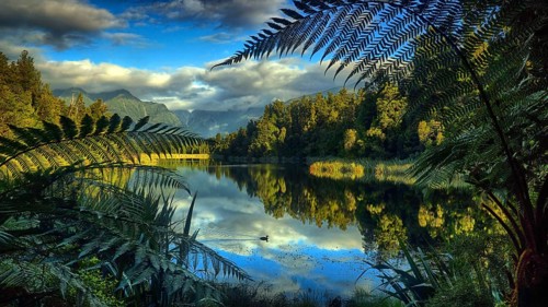 New Zealand, South Island, lake, Lake Mathieson, ferns, landscape, waters, New Zealand