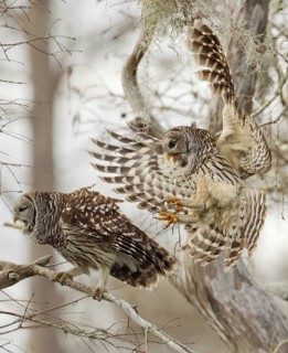 Barred Owl (Strix varia) flying, Florida, USA