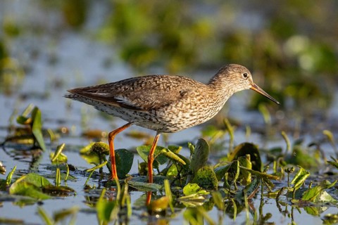 Spotted Redshank (Tringa erythropus) Hungary