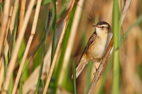 Sedge Warbler (Acrocephalus schoenobaenus), Mecklenburg-Western Pomerania, Deutschland
