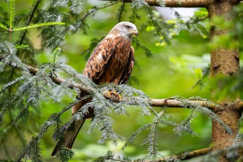 Red kite (Milvus milvus) sitting on a branch, Bavaria, Germany