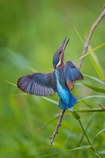 Common Kingfisher (Alcedo atthis) perched on a branch, Saxony-Anhalt, Germany