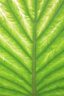 Taro or water bread root (Colocasia esculenta), useful plant, leaf detail, North Rhine-Westphalia,
