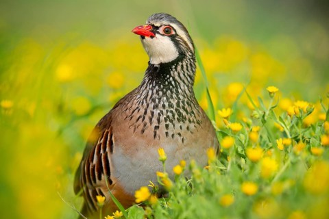 A red-legged partridge stands proudly among lush yellow wildflowers, showcasing its distinctive