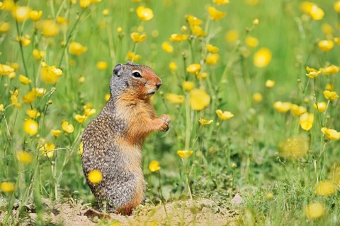 Columbia ground squirrel (Urocitellus columbianus, Spermophilus columbianus) in a flower meadow,
