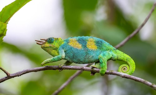 Three-horned chameleon (Trioceros jacksonii), male, between leaves on a branch, Bwindi Impenetrable