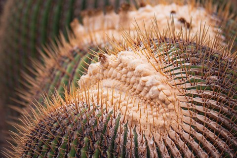 Detailed close up of a cactus showcasing its intricate texture, sharp spines, and natural patterns.