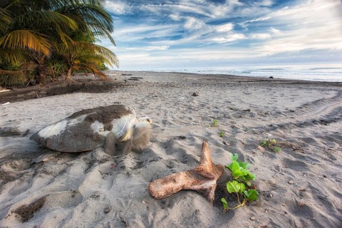 Green sea turtle returning to Caribbean Sea after laying eggs on beach in Tortuguero National Park